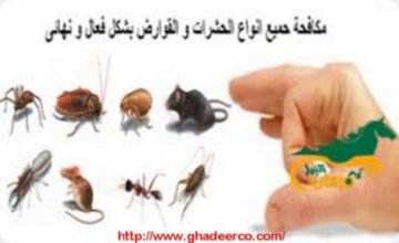 شركة مكافحة الفئران بالقصيم