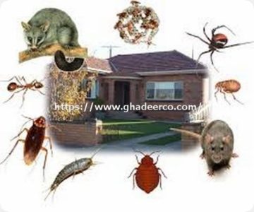 شركة رش البق بام الساهك