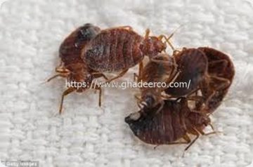 شركة المثالية لمكافحة الحشرات بالجبيل