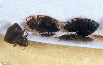 شركة مكافحة البق بصفوى