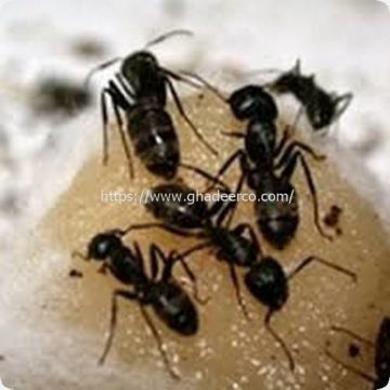 شركة رش النمل الابيض بعنك