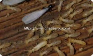 شركة امست للتنظيف بالاحساء
