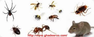 شركة رش الصراصير ببريدة