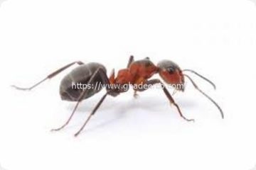 شركة رش البق بعنك