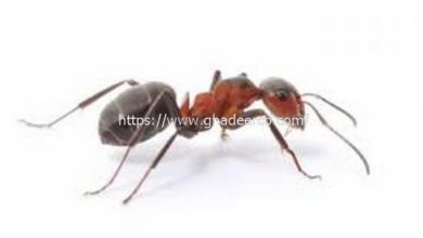 شركة رش البق بعنك